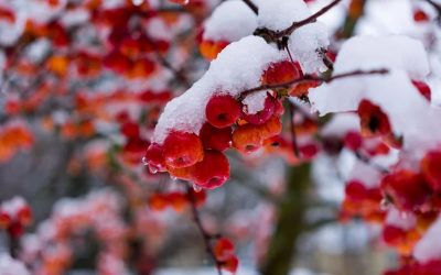 Productividad tóxica: Cómo aprendí a escuchar a mi mente sin deprimirme en el invierno : Una reflexión sobre la trampa de la productividad y cómo transformé a mi mente en aliada.
